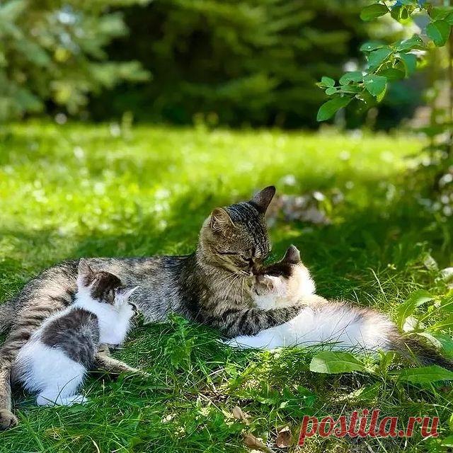 Photo by Котята даром Алматы on September 10, 2021. May be an image of animal and outdoors.