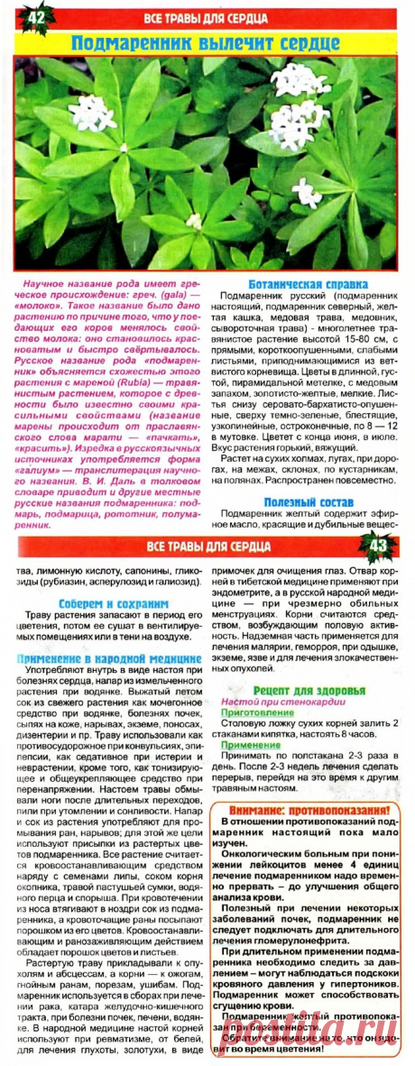 Подмаренник вылечит сердце