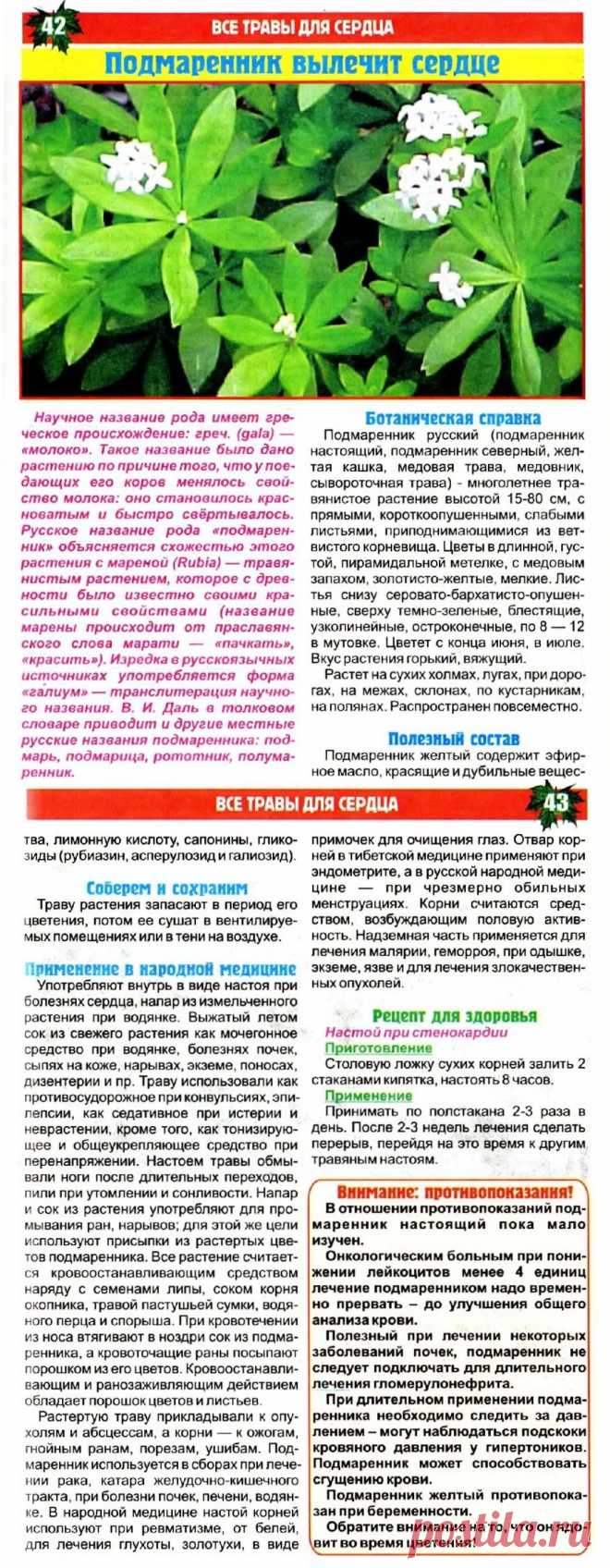 Подмаренник вылечит сердце