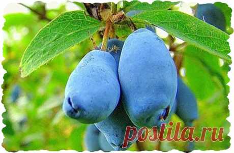 Жимолости нужен хороший полив | Сад и огород | Яндекс Дзен