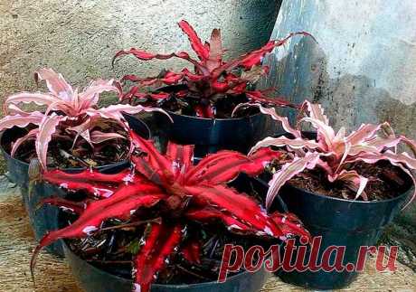 Комнатное растение Криптантус (Cryptanthus). Криптантусы, которые называют &quot;земляными звездами&quot;, ценятся за красивые листья и небольшие размеры самих растений. Содержание большинства из них возможно в парничках или оранжереях. Цветение - не самая яркая черта криптантусов. Над розеткой листьев поднимается малоцветковое соцветие, состоящее из трехцветковых колосков.