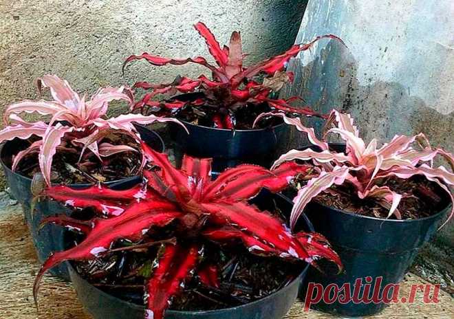 Комнатное растение Криптантус (Cryptanthus). Криптантусы, которые называют "земляными звездами", ценятся за красивые листья и небольшие размеры самих растений. Содержание большинства из них возможно в парничках или оранжереях. Цветение - не самая яркая черта криптантусов. Над розеткой листьев поднимается малоцветковое соцветие, состоящее из трехцветковых колосков.