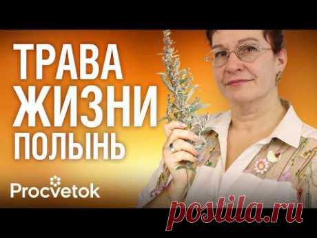 ПОЛЫНЬ: убивает паразитов, спасает от вирусов и переедания! Как применять и противопоказания