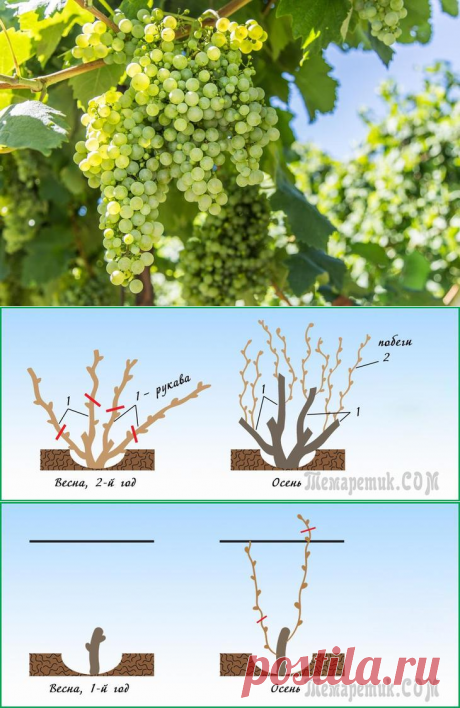Обрезка винограда весной – пошаговая инструкция для начинающих