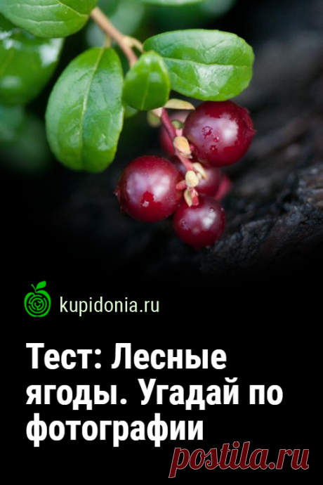 Тест: Лесные ягоды. Угадай по фотографии. Давайте вспомним лето в конце зимы. Ведь оно уже не за горами. Предлагаем поговорить о ягодах, которые мы собираем в лесу. Проверьте ваши знания!