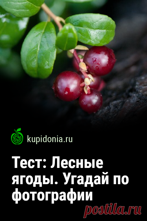 Тест: Лесные ягоды. Угадай по фотографии. Давайте вспомним лето в конце зимы. Ведь оно уже не за горами. Предлагаем поговорить о ягодах, которые мы собираем в лесу. Проверьте ваши знания!