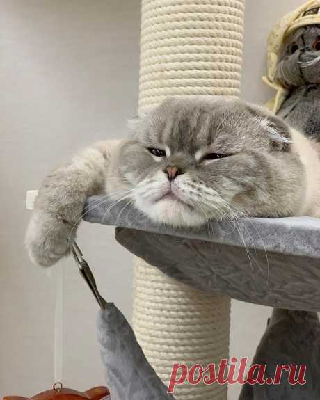 ღ