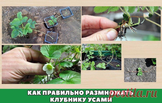 Как правильно размножать клубнику усами