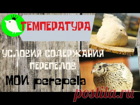 Условия содержания перепелов. Температура. МОИ перепела