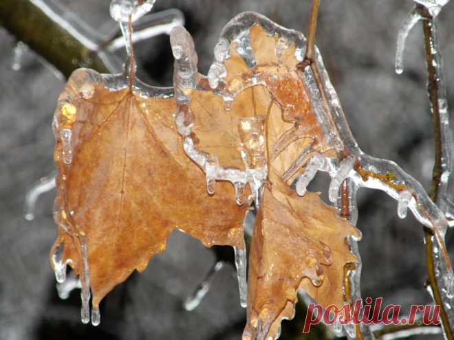 Из альбома "Хрустальный лес"