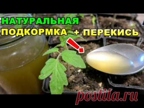 ХОТИТЕ МОЩНУЮ ЗДОРОВУЮ РАССАДУ! ПОДКОРМИТЕ НАТУРАЛЬНЫМ ТРАВЯНЫМ ЛЕКАРСТВЕННЫМ ЧАЕМ +ПЕРЕКИСЬ