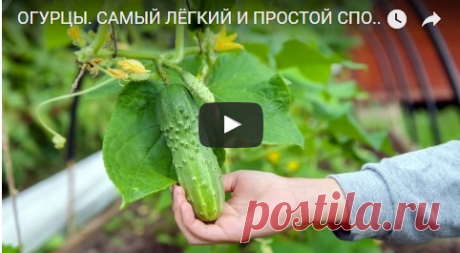 ОГУРЦЫ. САМЫЙ ЛЁГКИЙ И ПРОСТОЙ СПОСОБ выращивания черенками