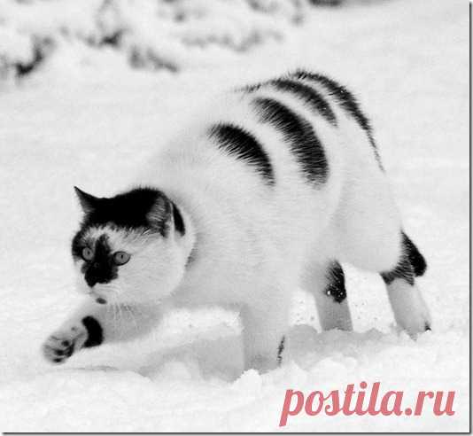 Зимнее кошачее…