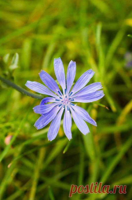 Цикорий-польза и вред для здоровья- Goodfoodinfo.net В последние годы напиток цикорий стал весьма популярным благодаря своей схожести с кофе. Польза цикория в его способности снижать сахар в крови, быть полезным для пищеварения, почек, печени и сердечно-сосудистой системы. Он используется при артрите, похудении, и снятии стресса.