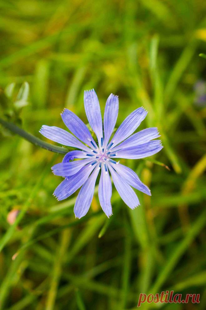 Цикорий-польза и вред для здоровья- Goodfoodinfo.net В последние годы напиток цикорий стал весьма популярным благодаря своей схожести с кофе. Польза цикория в его способности снижать сахар в крови, быть полезным для пищеварения, почек, печени и сердечно-сосудистой системы. Он используется при артрите, похудении, и снятии стресса.