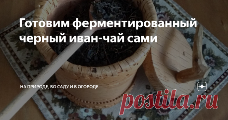 Готовим ферментированный черный иван-чай сами Чай в домашних условиях, для всей семьи и на целый год  приготовить вполне реально, даже если вы не  житель южных регионов и не растет в вашей местности  чайный куст.
Много разного  чая я делаю, но самый любимый - Иван-чай, иначе его называют - копорский чай.
Копорский чай готовят во время цветения  растения  Иван-чай, но  вовсе не из цветочков, а из листьев .  Лист собираем скользящим движением п