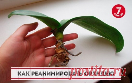 Как реанимировать орхидею