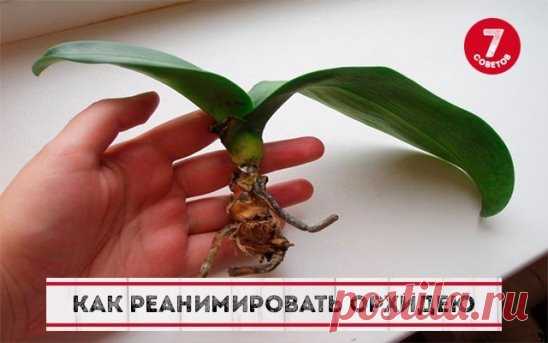 Как реанимировать орхидею