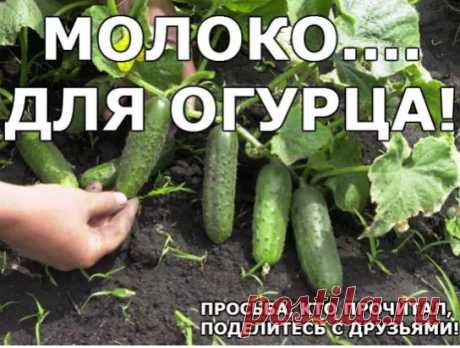 молоко ...для огурцов ...