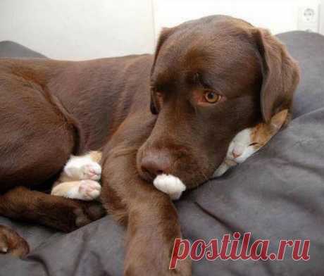 Немного спящих котов