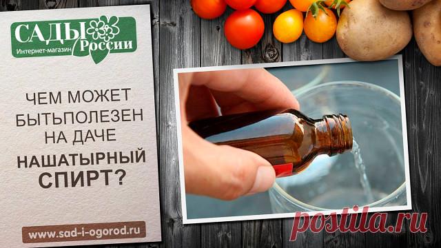 Нашатырный спирт: применение на даче