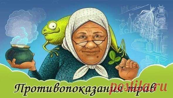 ВАЖНО ЗНАТЬ! СЛУЧАИ ПРОТИВОПОКАЗАНИЯ ТРАВ!

Аир болотный – не рекомендуется применять его в терапии, если вы страдаете гастритом с повышенной секрецией соляной кислоты.

Арония (черноплодная рябина): противопоказана при язвенной болезни желудка и двенадцатиперстной кишки, гипотонии.

Барбарис – нельзя употреблять настойку барбариса при климаксе и беременности.

Береза белая – настой из березовых почек нельзя использовать при заболеваниях почек.

Бессмертник песчаный – прот...