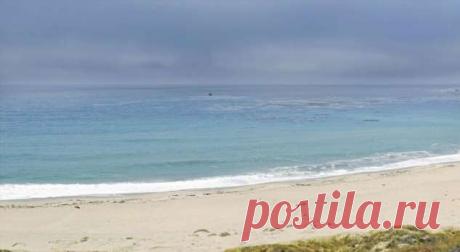 Кто это такой? Странное создание прибило волнами к австралийскому пляжу (фото) . Милая Я