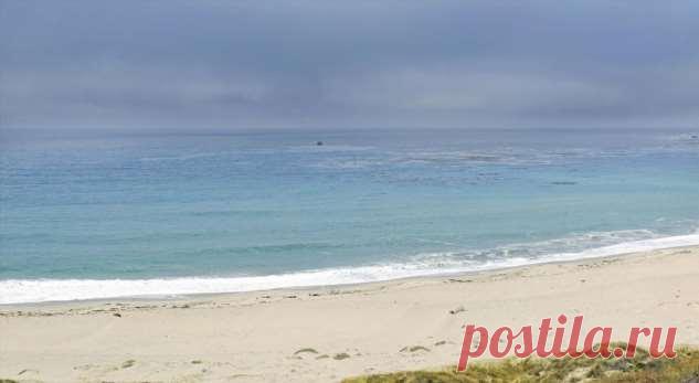 Кто это такой? Странное создание прибило волнами к австралийскому пляжу (фото) . Милая Я