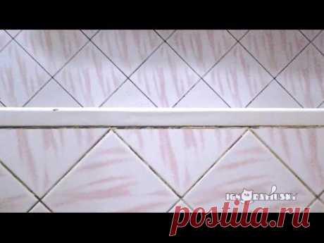 This Cat knows he is about to get bathed / Принесли кота купать. - YouTube