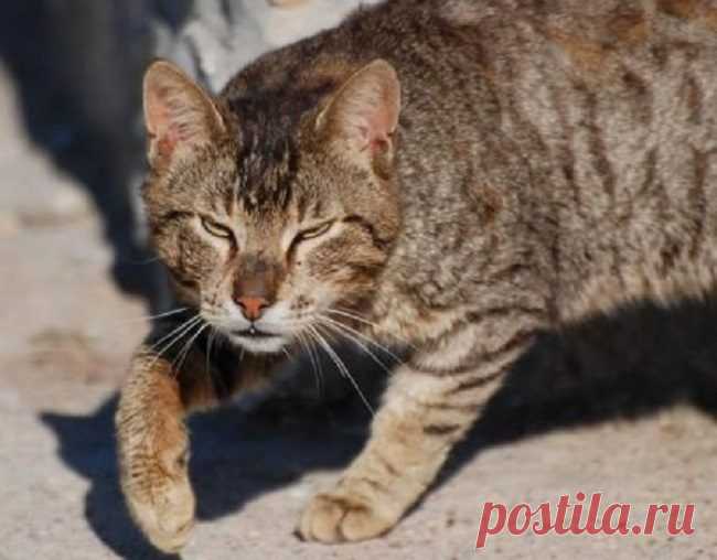 23 снимка, которые доказывают, что крутости котов нет предела / Питомцы