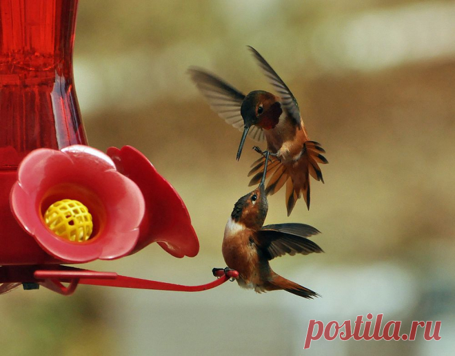 Hummingbird attack