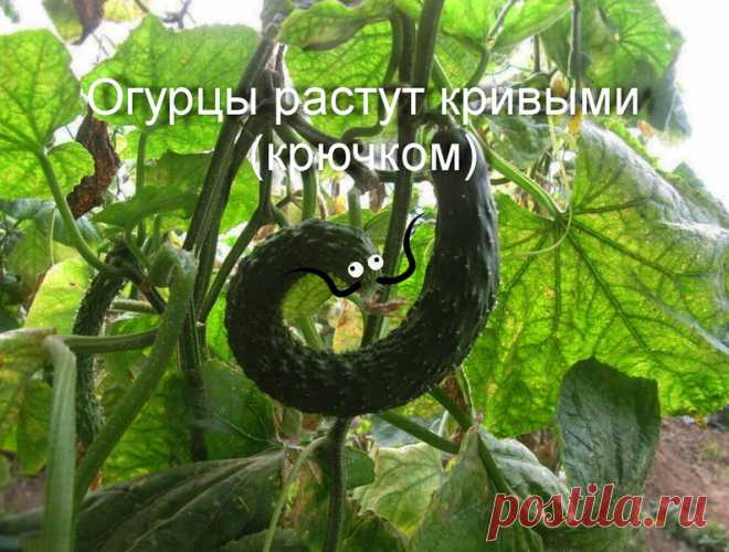 Огурцы с крючком выросли из-за недостаточного питания: почему, причина, каких не хватает удобрений, что делать, чем подкормить