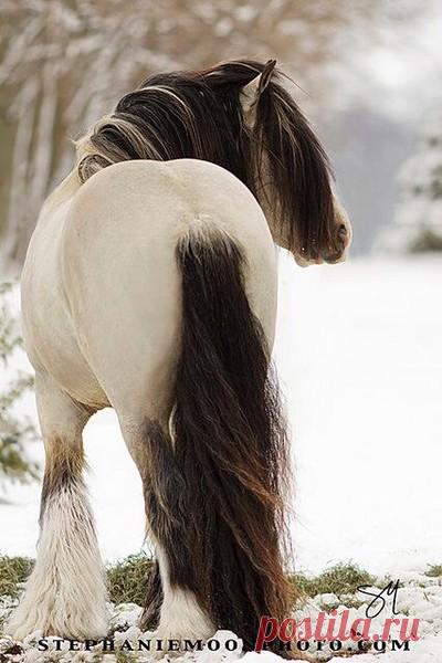 Очарование лошади