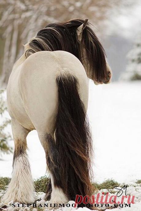 Очарование лошади