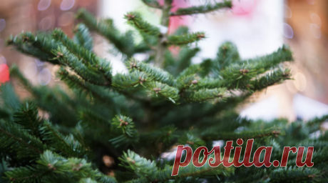 Эколог Рыбальченко посоветовал сдавать новогодние деревья на утилизацию. Эксперт ОНФ, член научного совета РЭО, член совета МГО Российского экологического движения Илья Рыбальченко посоветовал сдавать живые ели на экологичную утилизацию после праздников. Читать далее