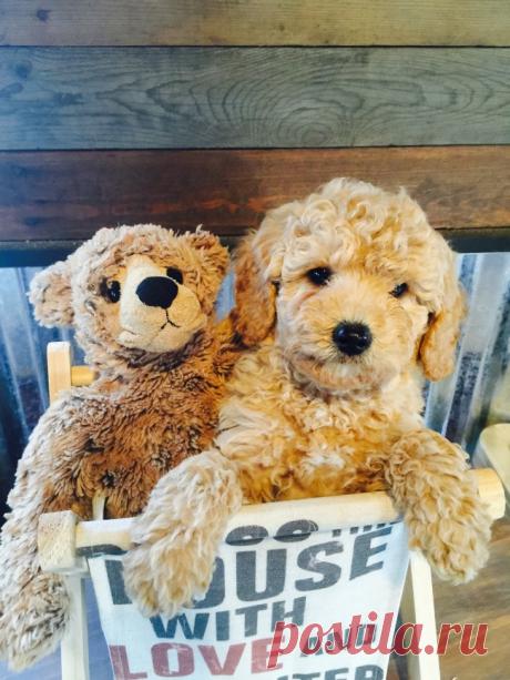 Попробуйте посмотреть этот пост и ни разу не улыбнуться