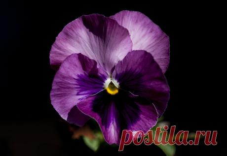 Pansy EOS 5D Mark II © 2014 Klaus Ficker. Photos are copyrighted. All rights reserved. Pictures can not be used without explicit permission by the creator.