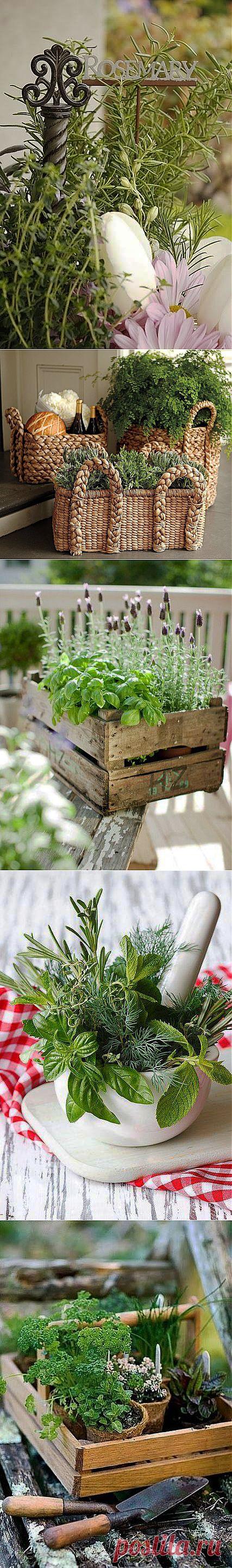 Ароматные заросли на балконе | Наш уютный дом