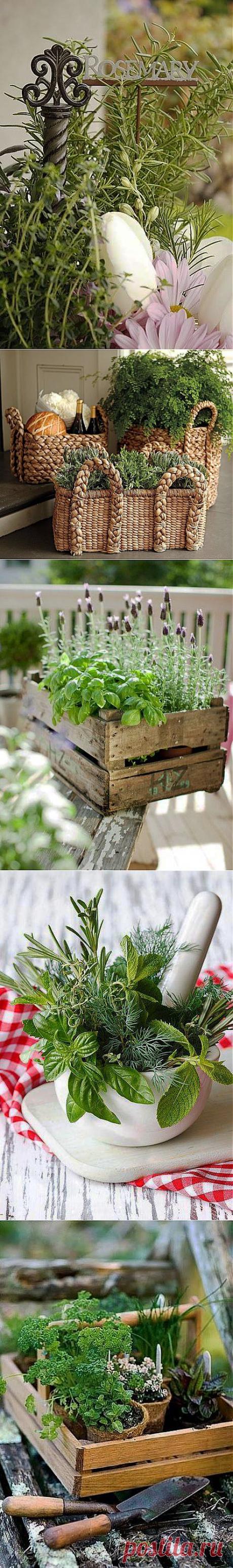 Ароматные заросли на балконе | Наш уютный дом