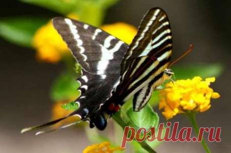 cuanto mas feo el gusano mas hermosa la mariposa - Búsqueda de Google