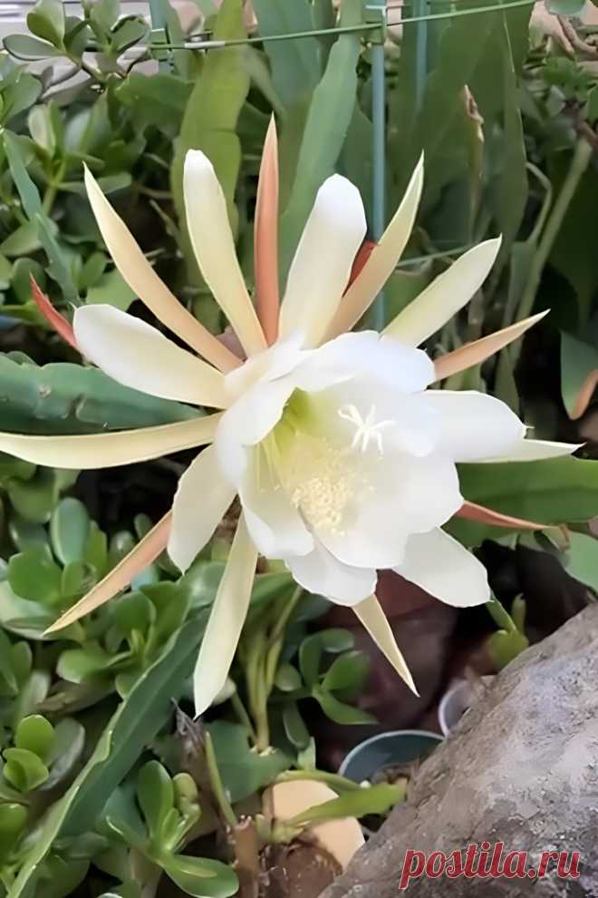Эпифиллум &#8211; это орхидея среди кактусов: как вырастить в домашних условиях &#8211; Agro-Info