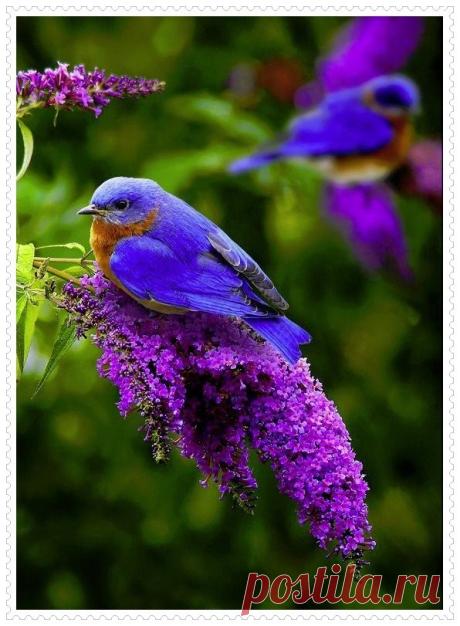 belles images animaux - Page 47