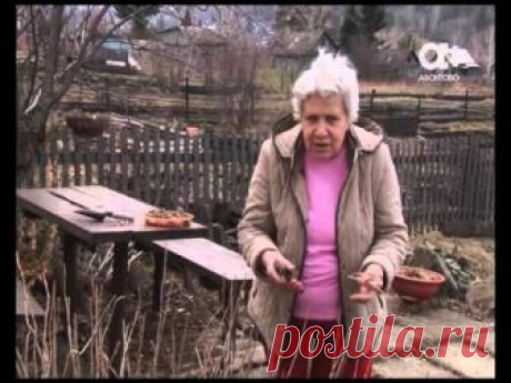 Как правильно подрезать смородину.
