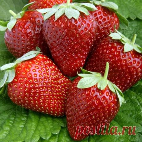 Подкормите клубнику этим средством весной! В 3 раза будет больше урожай!