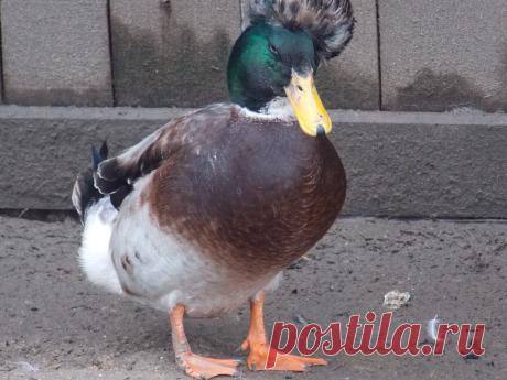 утка-папа.