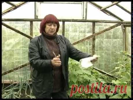 Как сделать теплицу из бутылок?