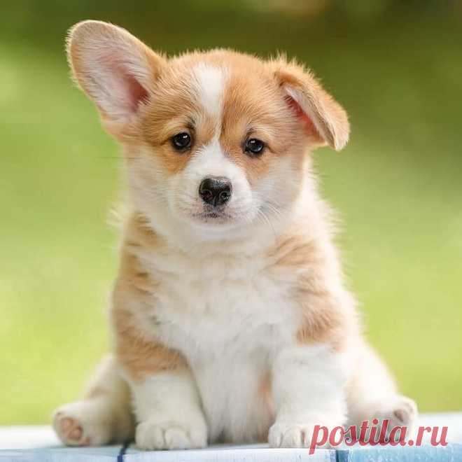 Милашечка