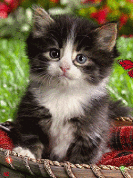 Живые фотографии - Community - Google+