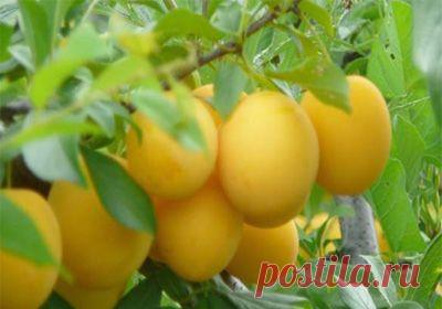 Чтобы слива давала хороший урожай — 6 соток