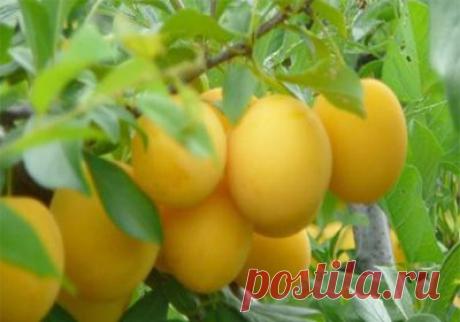 Чтобы слива давала хороший урожай — 6 соток